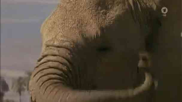Sachgeschichte: Warum haben Elefanten so große Ohren? kostenlos streamen | dailyme