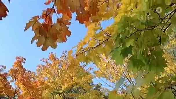 Blattfarben kostenlos streamen | dailyme