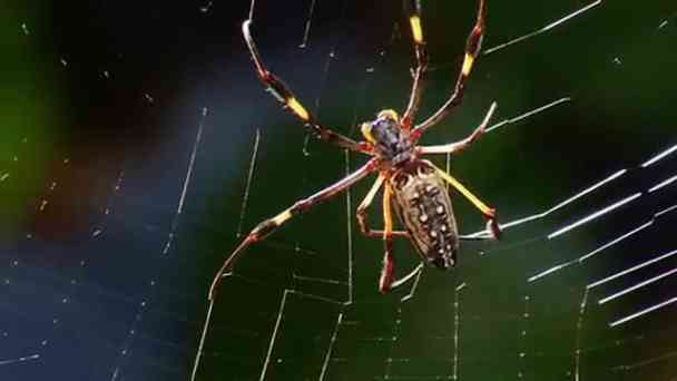 Wie baut die Spinne ihr Netz? kostenlos streamen | dailyme