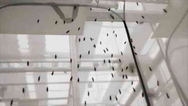 Tierfutter aus Fliegenlarven kostenlos streamen | dailyme