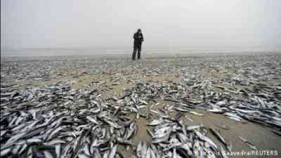 'Biodiversity loss is humanity's greatest threat' kostenlos streamen | dailyme