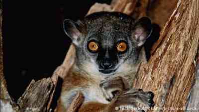 Biodiversity: There is hope for survival kostenlos streamen | dailyme