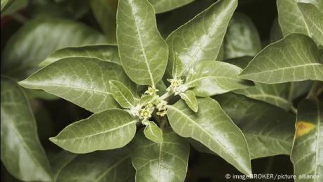 Five plants people take against cancer: Do they really help?