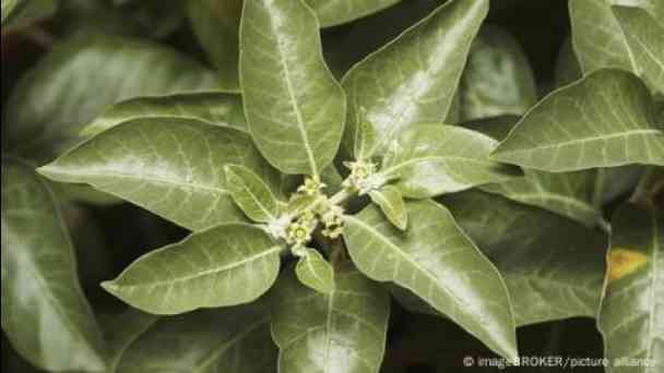 Five plants people take against cancer: Do they really help? kostenlos streamen | dailyme