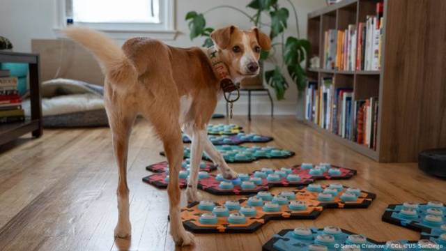 Bellen war gestern: Hunde kommunizieren mit Soundboards