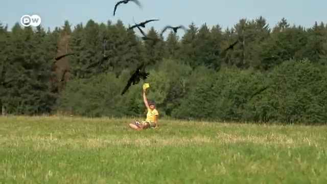 Vogelrettung: Flugstunden für den Waldrapp