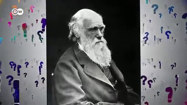 Warum der Pfau so schöne Federn hat