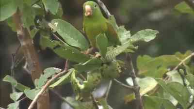 Von Wald bis Meer - Costa Rica kostenlos streamen | dailyme