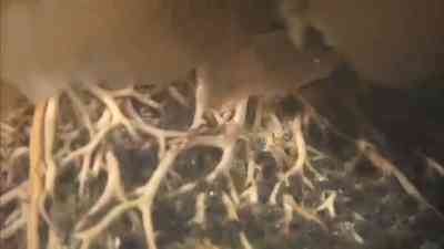 Die gigantischen Seetang-Wälder an der Westküste der USA kostenlos streamen | dailyme