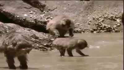 Wildebeest kostenlos streamen | dailyme