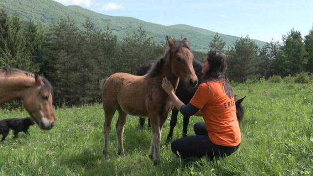 Rückkehr nach Bosnien: Ein Pferdehof für Therapie