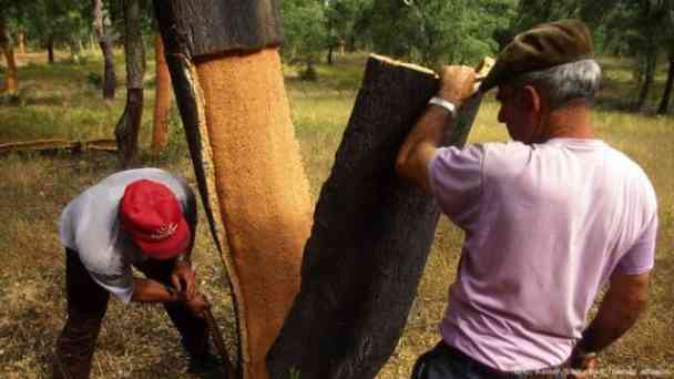 Portugal: Korkeichen – Bäume der Zukunft kostenlos streamen | dailyme