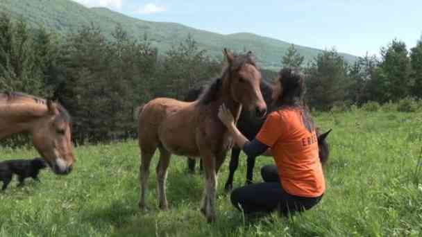 Rückkehr nach Bosnien: Ein Pferdehof für Therapie kostenlos streamen | dailyme