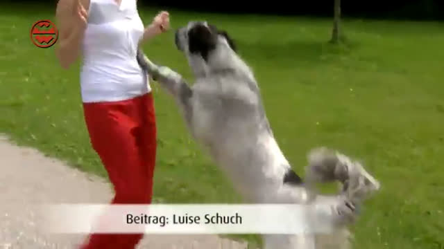 Können Hunde Angst riechen?