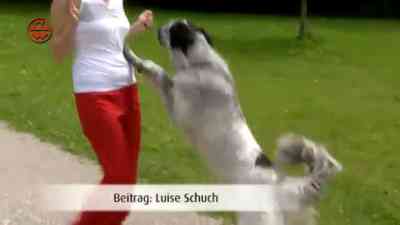 Können Hunde Angst riechen? kostenlos streamen | dailyme