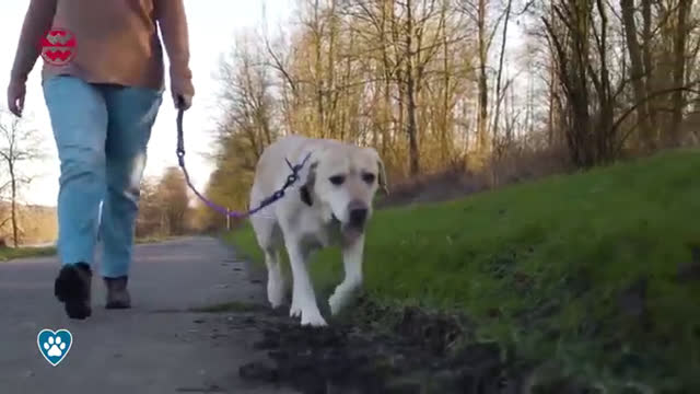 Faltbare Hundebox: Platzsparender Lebensretter | Best Friends