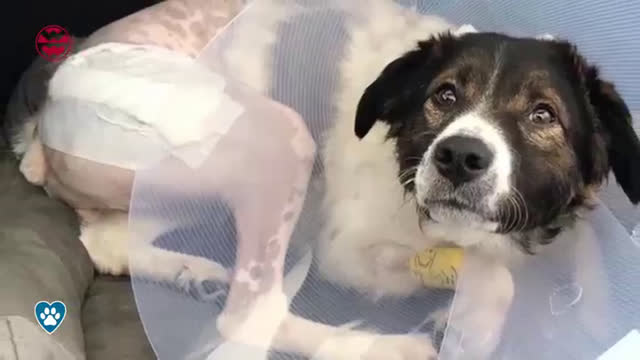 Cannabis-Wirkstoff CBD fördert das Wohlbefinden von Hunden, Katzen & Pferden | Best Friends