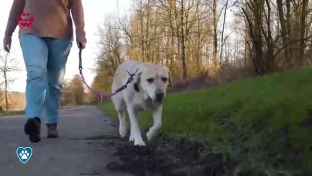 Faltbare Hundebox: Platzsparender Lebensretter | Best Friends kostenlos streamen | dailyme
