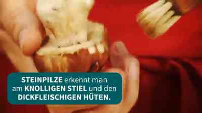 Pilze kostenlos streamen | dailyme