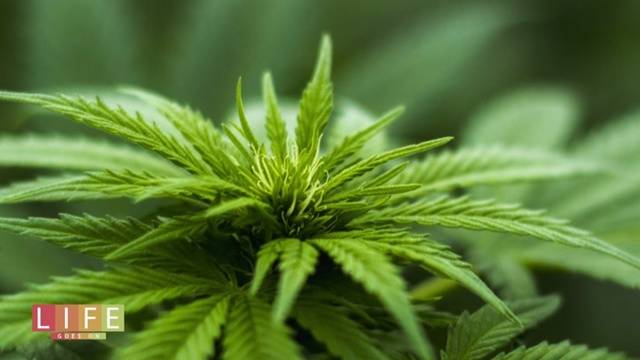21.0 - Hält die Cannabis-Therapie, was sie verspricht? | Life Goes On