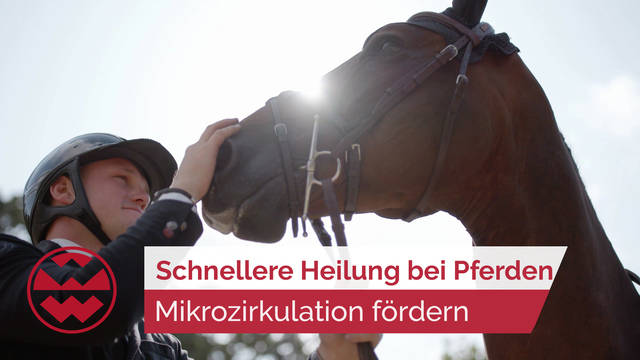 Schnellere Heilung dank besserer Mikrozirkulation bei Pferden | Life Goes On