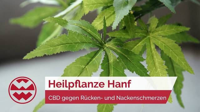 Hanf: Die heilende Kraft von CBD Öl - Life Goes On