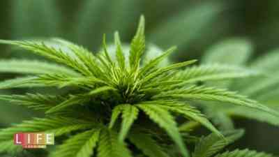 21.0 - Hält die Cannabis-Therapie, was sie verspricht? | Life Goes On kostenlos streamen | dailyme