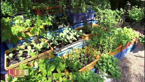 5.1 - Gartenbau in der Großstadt | Life Goes On kostenlos streamen | dailyme