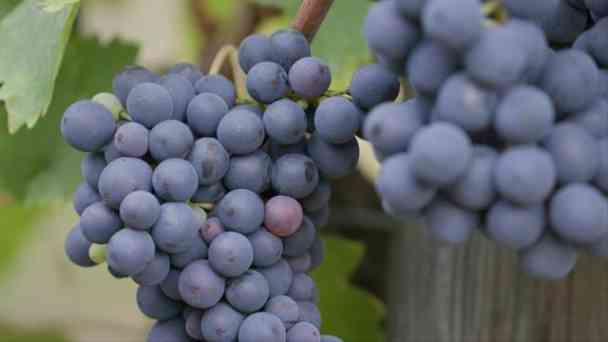 Wein - die Zukunft heisst Bio kostenlos streamen | dailyme