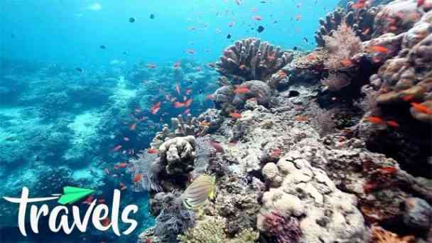 The Most Beautiful Scuba Diving Destinations Around the World kostenlos streamen | dailyme