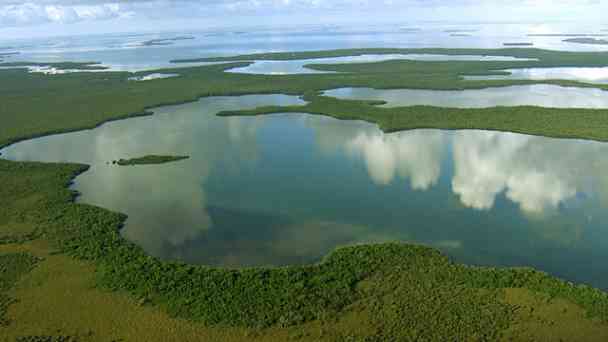 Der Everglades-Nationalpark kostenlos streamen | dailyme