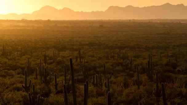 Der Saguaro-Nationalpark kostenlos streamen | dailyme