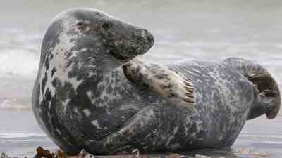 Die Nordsee (1) kostenlos streamen | dailyme