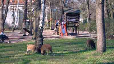 Hauptstadt der Wildschweine - Berlin kostenlos streamen | dailyme