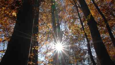 Mythos Wald (2) kostenlos streamen | dailyme