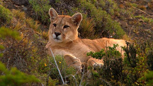Der Puma - Phantom der Berge