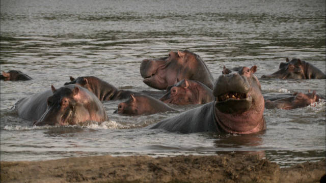 Hippos hautnah