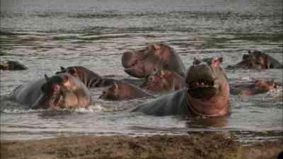 Hippos hautnah kostenlos streamen | dailyme
