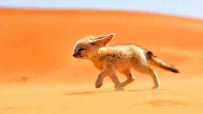 Wildhund, Fuchs und Fennek kostenlos streamen | dailyme