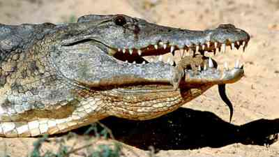 Krokodile - Riesenechse aus der Urzeit kostenlos streamen | dailyme