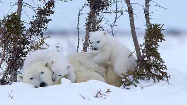 Das Abenteuer der Eisbärenkinder kostenlos streamen | dailyme