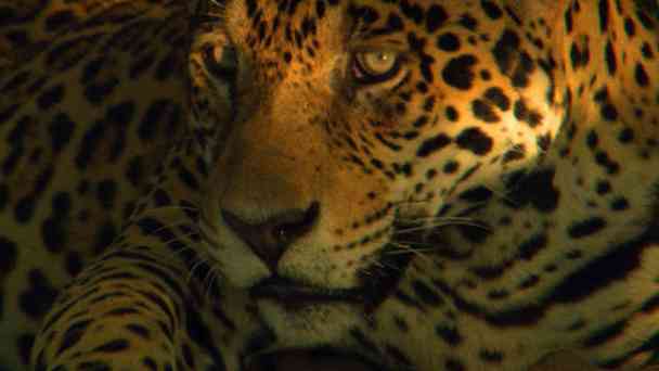 Der Jaguar kostenlos streamen | dailyme