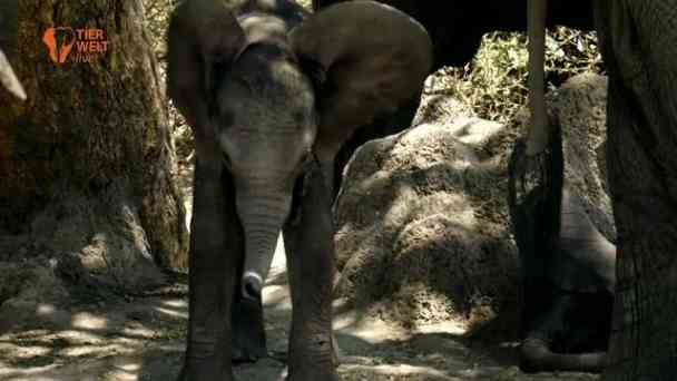 Elefanten kostenlos streamen | dailyme