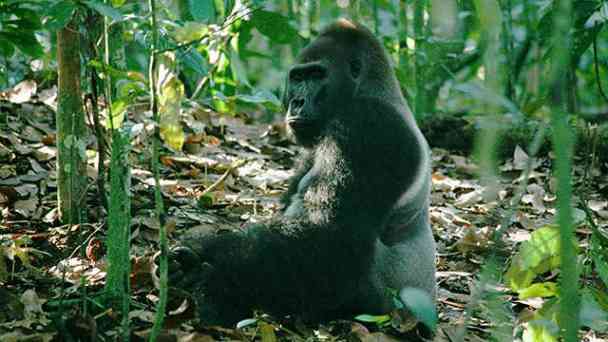 Gorillas - Unsere wilden Verwandten kostenlos streamen | dailyme