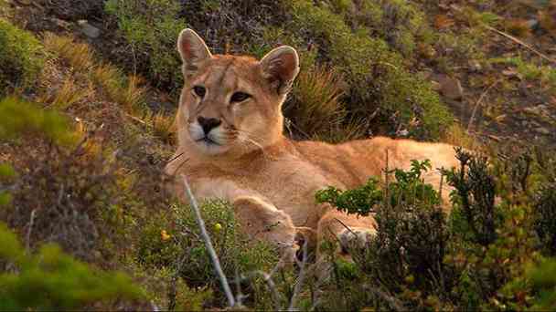 Der Puma - Phantom der Berge kostenlos streamen | dailyme