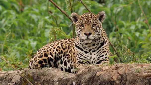 Der Jaguar - Herrscher des Dschungels kostenlos streamen | dailyme