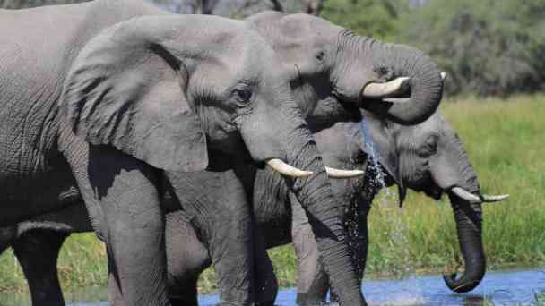 Die Rüsselbande - Alles über Elefanten kostenlos streamen | dailyme