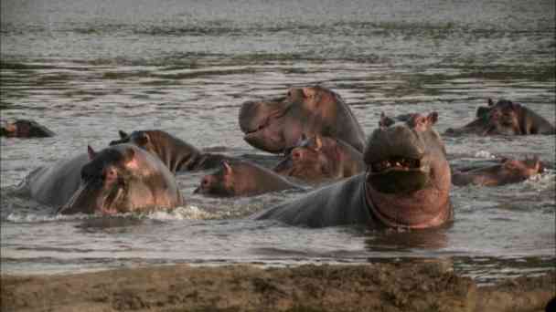 Hippos hautnah kostenlos streamen | dailyme