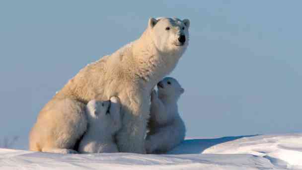 Eisbären auf dünnem Eis kostenlos streamen | dailyme