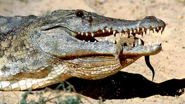 Krokodile - Riesenechse aus der Urzeit kostenlos streamen | dailyme